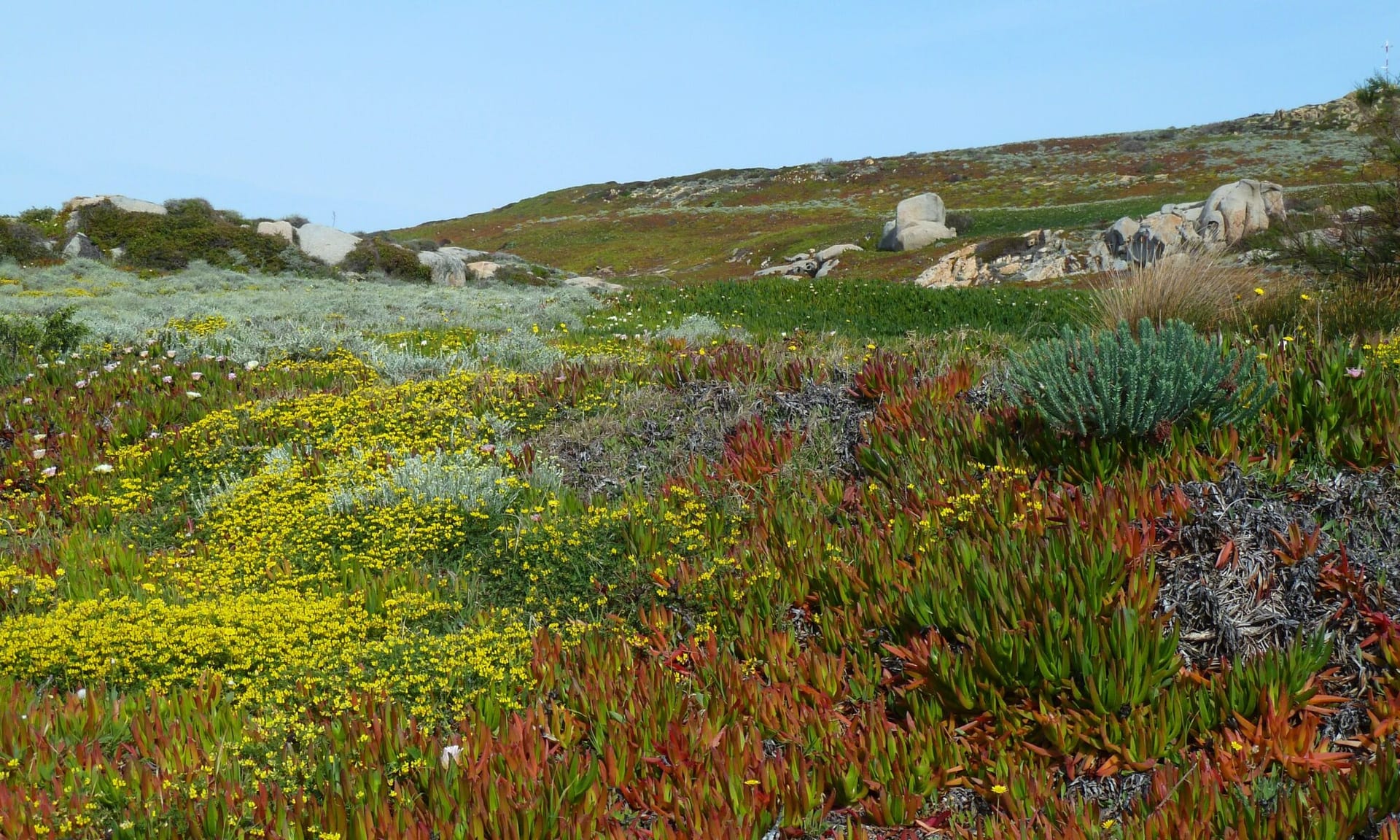 Maquis-Landschaft mit Frühlingsblüten und Felsen
