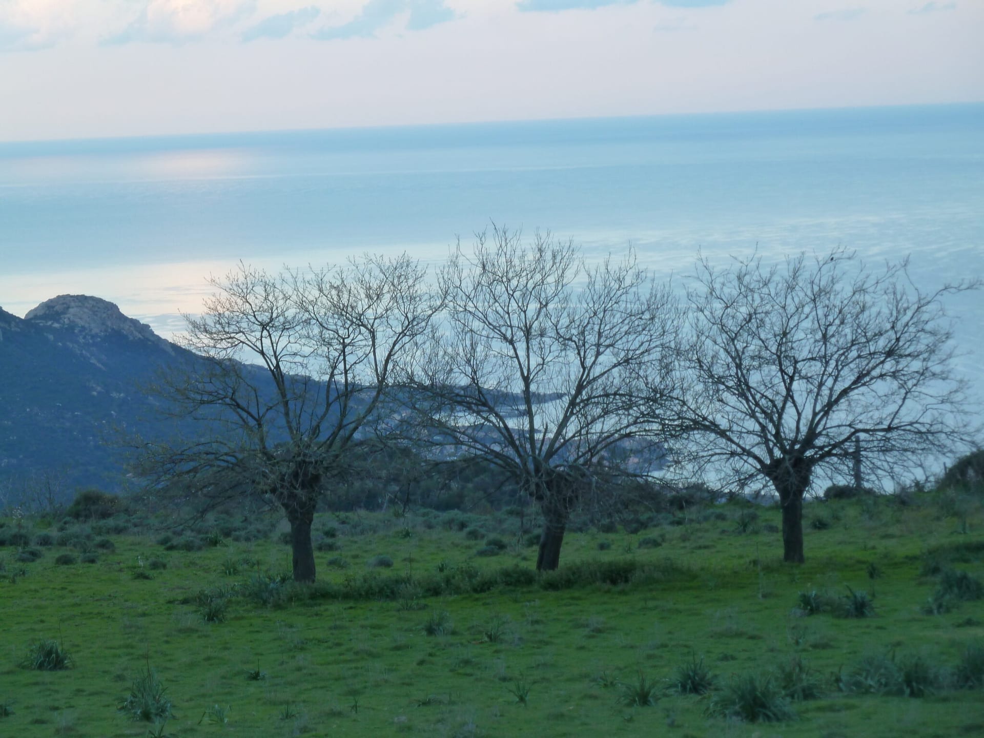 Korsische Hochlandlandschaft mit kahlen Bäumen und Blick aufs Mittelmeer